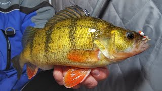 Ice Fishing JUMBO PERCH  South Dakota Timber Tigers  Jason Mitchell Outdoors [upl. by Paymar]