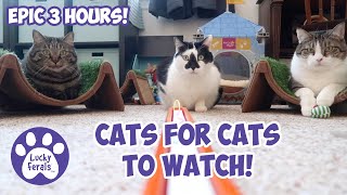 Cats Videos For Cats To Watch With Sound ➙ EPIC 3 HOURS  Cats Playing  Entertainment For Cats [upl. by Siuluj]