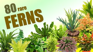 80 FERN SPECIES  HERB STORIES [upl. by Tjon]