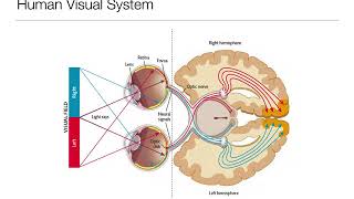 Introduction to Psychology 33 Sensation and Perception Vision [upl. by Annaeiluj]