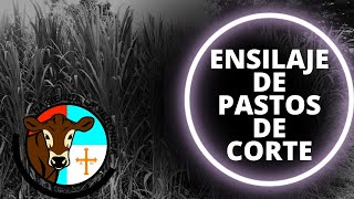 ENSILAJE DE PASTOS DE CORTE [upl. by Bergren544]