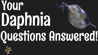 Daphnia Questions Answered [upl. by Tselec]