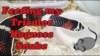 Feed My Pet Friday Tricolor Hognose Facts [upl. by Emad]