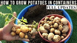 How To Grow Potatoes At Home With Full Updates [upl. by Nyrhtak]