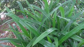 Pandan Plant in My Garden  Pandanus Amaryllifolius [upl. by Noiramaj]