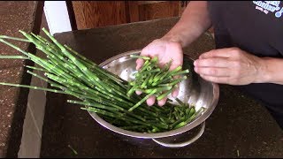 Harvesting Horsetail [upl. by Byrd]