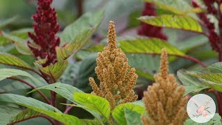 Growing Amaranth from Seed in Zone 6b7 Gardening for Beginners Cut Flower Farm Growing Flower Seed [upl. by Domella]