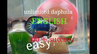 daphnia moina culture Easy way Unlimited production English  with sub Green water Chlorella [upl. by Yeznil]