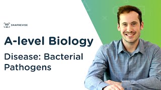 Disease Bacterial Pathogens  Alevel Biology  OCR AQA Edexcel [upl. by Ahtelahs46]