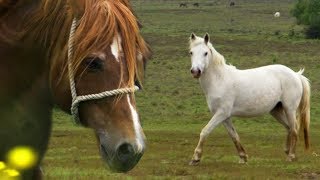 Stallion Reintroduced to Mares  BBC Earth Explore [upl. by Anelagna]