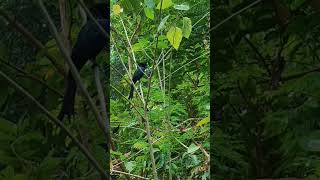 Raquet tailed drongo [upl. by Bat]