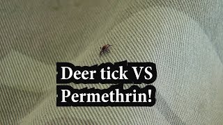 Deer Tick VS Permethrin [upl. by Arikahc]