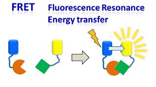 FRET  Fluorescence resonance energy transfer [upl. by Goddart]