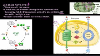 Grade 11 Life Sciences Photosynthesis [upl. by Jerome747]