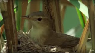 Cuckoo Hijacks Warbler Nest  Natural World  BBC Earth [upl. by Assirec91]