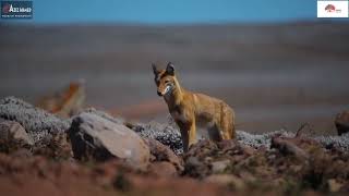 Visit OromiaBALE MOUNTAINS NATIONAL PARK [upl. by Ahsin]