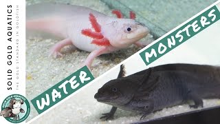 I Got Axolotls from a Fan  Unboxing My New Pets [upl. by Bergstein]