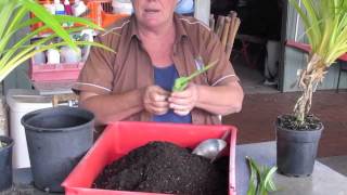 Growing Pandan in Pots [upl. by Veradi]