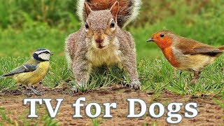 Videos for Dogs To Watch  Dog TV Videos of Birds and Squirrels for Separation Anxiety [upl. by Tawnya]