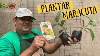 Como plantar maracujá redondo amarelo [upl. by Brenner]