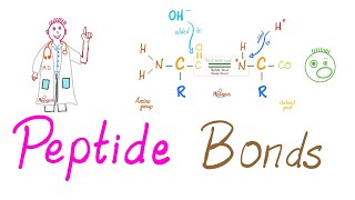 Peptides and Peptide Bonds  Amino Acids Dipeptides Oligopeptides Polypeptides  Biochemistry [upl. by Atinod]