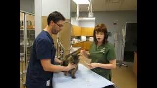 How to give a cat an injection [upl. by Tebzil]