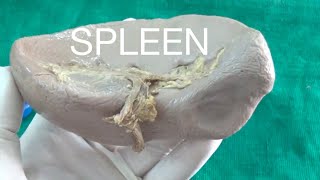 SPLEEN  Demonstration Anatomy [upl. by Chud462]