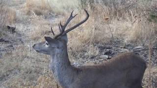 Ciervo común   venado [upl. by Eiclud]