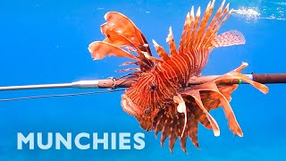 Hunting amp Eating The Venomous Lionfish [upl. by Aredna]