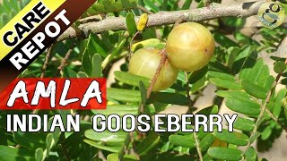 AMLA  How to grow and care Amla tree or Indian Gooseberry plant  Garden Tips in English [upl. by Strang]