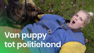 De training van een politiehond  Het Klokhuis [upl. by Ssalguod]