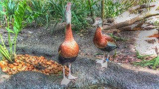 Black Bellied Whistling Duck Call [upl. by Amerak246]