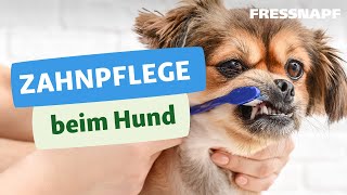 Zahnpflege beim Hund [upl. by Grier]