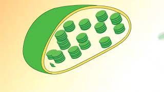 Structure of Chloroplast [upl. by Moser]