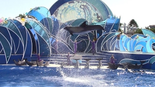 Dolphin Days Full Show at SeaWorld San Diego 102616 [upl. by Emixam14]