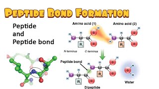 Peptide Bond Formation Dehydration Synthesis Hydrolysis Energetics [upl. by Boj]