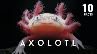 10 Facts About Axolotl [upl. by Risser538]