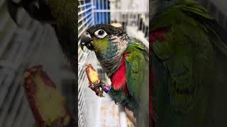 Crimson bellied conure [upl. by Hinkle81]