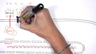 Insulin Signalling Pathway Minardo [upl. by Jew]