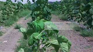 Paulownia growth video in the 1st year Kiri tree Empress tree Cathaia [upl. by Yelad]