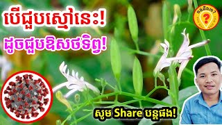 Advantages of Andrographis paniculata អត្ថប្រយោជន៍របស់ស្មៅប្រមាត់មនុស្ស [upl. by Donoho303]