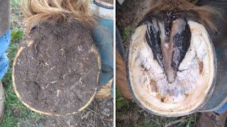 Horse Hoof RESTORATION  Satisfying  HORSE HOOF TRIMMING [upl. by Keene]