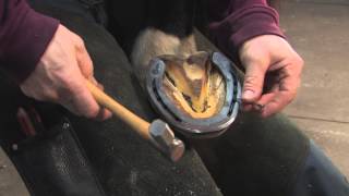 FootPro Farrier Information Series Shoeing the Hind Feet [upl. by Klayman]