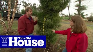 How to Transplant Mature Trees  This Old House [upl. by Annod]