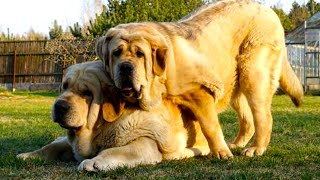 Spanish Mastiff  Top Large Dog Facts You Need To Know [upl. by Ytsenoh]