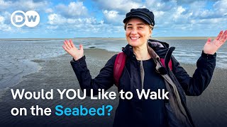 Discover the Wadden Sea National Park on the German North Sea coast [upl. by Hsina]