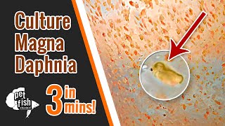 How to culture DAPHNIA MAGNA  The easy way [upl. by Daron]