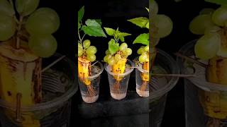 How To Grow Grape Trees From Grape Fruit  Grow Grape Vine From Grape Fruit In Banana Fruit [upl. by Osborn]