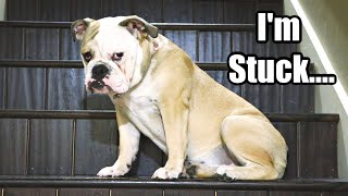 CUTE Bulldog Gets Stuck Going Up The Stairs [upl. by Ressay]