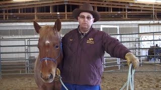 Basic Horsemanship Introduction [upl. by Yar]